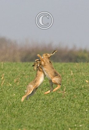 Boxing Brown Hares 6 DM0265